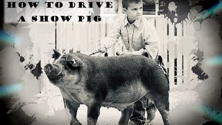 How to drive a show pig [upl. by Aroled]