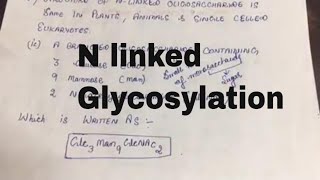 Glycosylation of Proteins N Linked Glycosylation [upl. by Araht116]