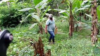 bushing the farm and picking sorrel [upl. by Yngad50]