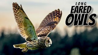 LONG EARED OWLS of the PEAK DISTRICT [upl. by Kcirddehs611]