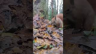 🍁Mr Jerry☔️🍁🐿 shorts wiewiórka squirrel redsquirrel sweetanimals wildsquirrel autumn jesień [upl. by Eesdnyl220]