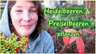 Heidelbeeren amp Preiselbeeren pflanzen Cranberries im Garten [upl. by Ryle]