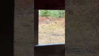 lonebowhunter archery archeryhunter bowhunting funny deerseason hunting [upl. by Portland184]