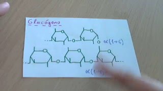 Glucógeno o glicógeno  Biología [upl. by Darcie98]