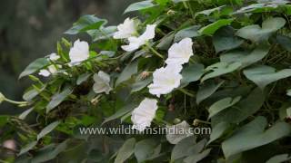 Time lapse of Moon flowers or Common Night Glory [upl. by Nalon]