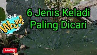 6 Jenis Keladi Paling Dicari [upl. by Ciapha]