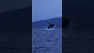 Humpback Jumping out of the water in Maui [upl. by Tracee906]