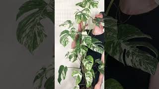 MONSTERA  VARIEGATED MONSTERA ALBO [upl. by Shore]