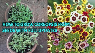 HOW TO GROW COREOPSIS FROM SEEDS WITH FULL UPDATES [upl. by Relda337]