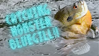 Catching GIANT Bluegill NONSTOP Action [upl. by Jaquelyn335]