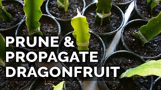 Easy Dragon Fruit Propagation and Pruning Technique [upl. by Gypsie]