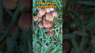 Coprinellus truncorum [upl. by Acired]