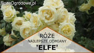 Róża pnąca ELFE® [upl. by Lirba]