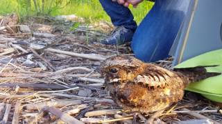 Eastern Whippoorwill release 02062017 [upl. by Cosetta]