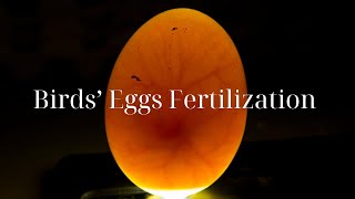 How Are Birds’ Eggs Fertilized [upl. by Fleurette]