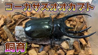 【カブトムシ飼育】朽木を入れるときのポイント [upl. by Chev]