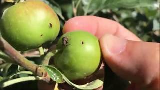 Plum Curculio on State Fair Tree [upl. by Swanson]