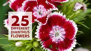 25 Different Dianthus Plant and Flowers  Dianthus Plant Types [upl. by Calmas]