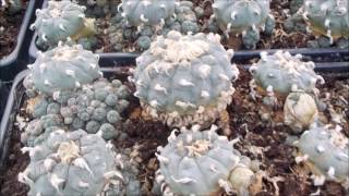 Lophophora williamsii peyote Mutterpflanzen [upl. by Nylaras]