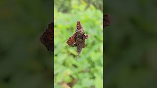 Bagworm climbing nature worms [upl. by Veedis]