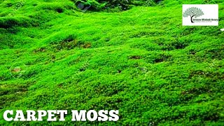 CARPET MOSS TN NURSERY  Contact us At 9316927325 [upl. by Ailedo]