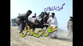 best horse dance in pakistan No12 [upl. by Anallij]