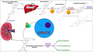 Vitamin D  Biosynthesis amp the Vitamin D Receptor [upl. by Hbaruas]