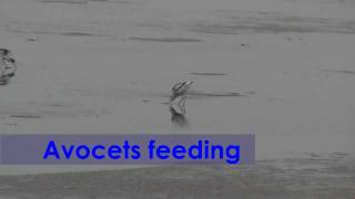 Avocets feeding [upl. by Olocin]