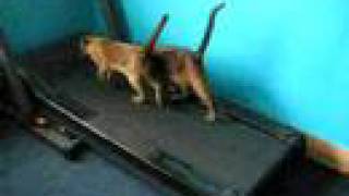 2 funny cats  kittens running on the treadmill [upl. by Glaudia]