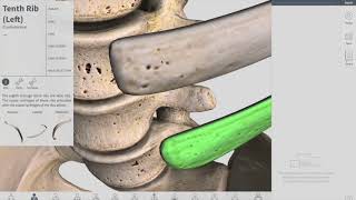 Joints of Thorax  Thorax part 3 Anatomy [upl. by Murdocca]