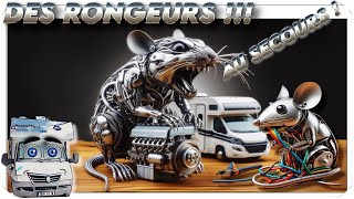 SOURIS ET RONGEURS  destruction faisceau par des rongeursvanlife bus campingcar [upl. by Nonez]