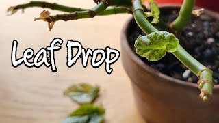 Stop Begonia Maculata leaves from dropping Tips and Tricks [upl. by Leiru695]