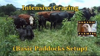 Intensive Grazing Basic Paddocks Setup [upl. by Ailima]