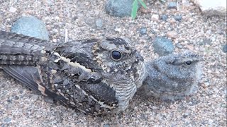 Baby Nightjar Appears From Under Mother  Kruger National Park [upl. by Grous]