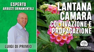 Come moltiplicare e coltivare la lantana camara [upl. by Nwahsirhc674]