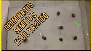 GERMINA tus Semillas de forma FACÍL con este TIP🌱 [upl. by Ainezey]