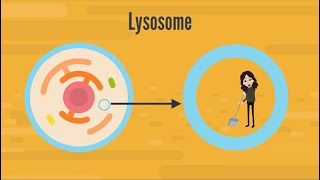 Lysosome Structure amp Function  Biology [upl. by Vergne]