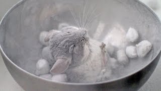 Exfoliating Chinchilla Dust Bath [upl. by Nirihs]