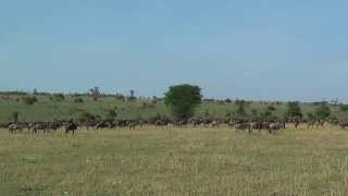 Sounds of the wildebeest herd [upl. by Erialcyram]