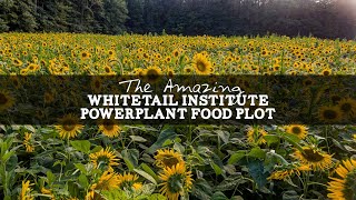 The Amazing Whitetail Institute Powerplant Food Plot [upl. by Revell]