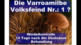 imkern 2019 Nr 1 Varroakontrolle 14 Tage nach der Oxalsäurebehandlung [upl. by Theron518]