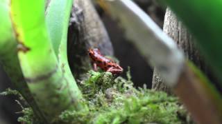 Oophaga Pumilio quotBastimentos Redquot [upl. by Eilama]