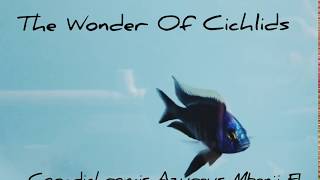 Copadichromis Azureus Mbenji F1 Stunning Male from quotThe Wonder of Cichlidsquot [upl. by Nobile]