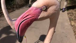 Home Safari  Greater Flamingo  Cincinnati Zoo [upl. by Gabler]