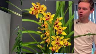 Comment s’occuper de ces orchidées Explications générales et rempotage [upl. by Singhal]