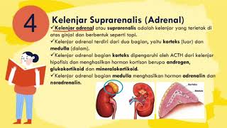 SISTEM HORMON Part 2  KelTiroid Paratiroid Timus Adrenal Pineal [upl. by Mickie]