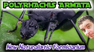 Polyrhachis Colony Naturalistic Formicarium [upl. by Parlin848]