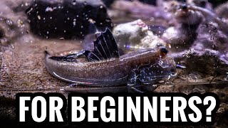 Top 5 Brackish Fish For Beginners [upl. by Maghutte]