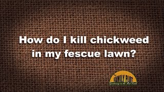 QampA – How do I kill chickweed in my fescue lawn [upl. by Nerak]