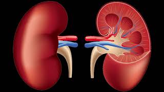 Kidney Anatomy DETAILED Renal Nephron Urinary System [upl. by Sperry]